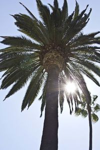 Low angle view of palm tree against sky