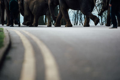 Low section of elephants walking in row along zoo keeper