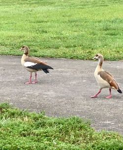 View of birds on field