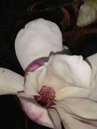 Close-up of white flowers