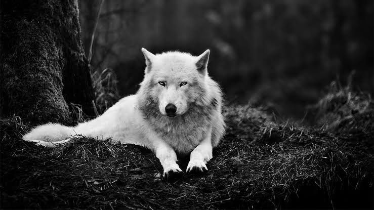 mammal, one animal, wolf, animals in the wild, portrait, animal wildlife, no people, tree, nature, looking at camera, dog, canine, domestic, vertebrate, pets, outdoors, forest