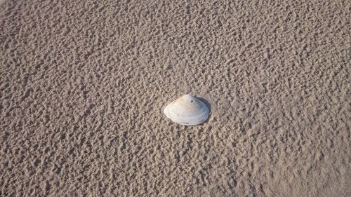 Full frame shot of crab on sand