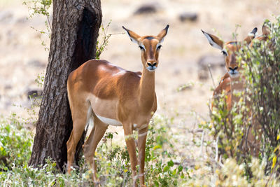 Deer standing on field