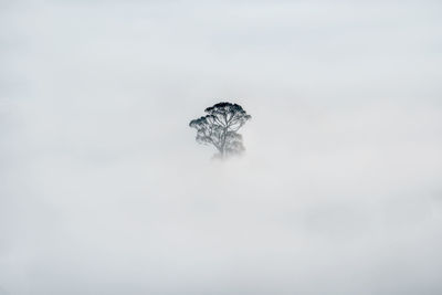 Trees in mist in the beautiful cornish countryside