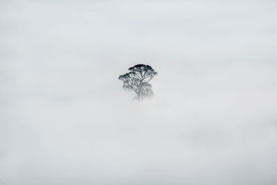 Low angle view of an animal against sky