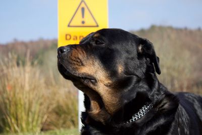 Rottweiler against sign board