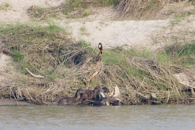 Man in river