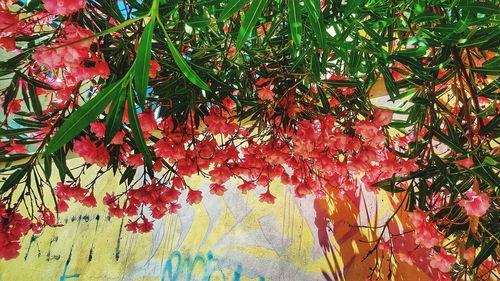 Low angle view of red flowering plant