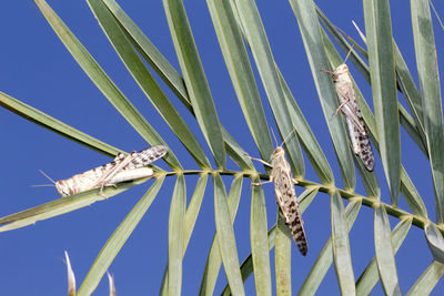 Low angle view oflocustof locusts on a tree against clear blue sky