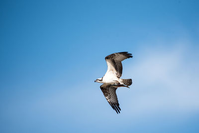 Osprey flying with a fish