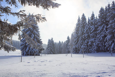 Trees on snow covered field against sky