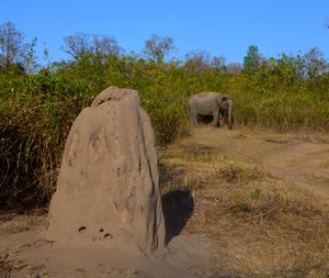 Elephant on field against clear sky