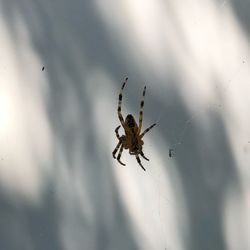 Close-up of spider on web