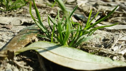 Close-up of plant