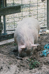 View of an animal on field
