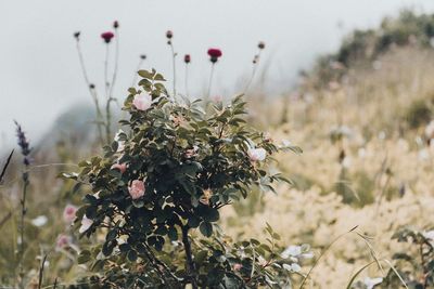 Close-up of flowering plant on field