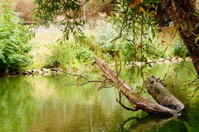 Fallen tree by lake