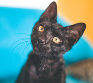 Close-up portrait of cat