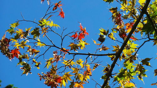 Low angle view of maple tree against blue sky