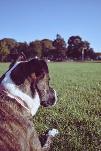 Dog looking away on field