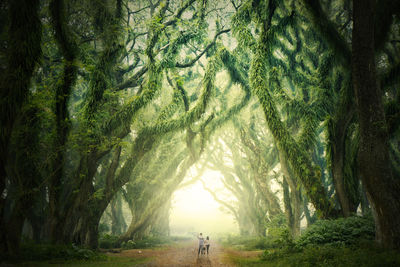 People on footpath amidst trees in forest