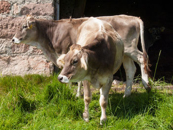 Cow standing in a field