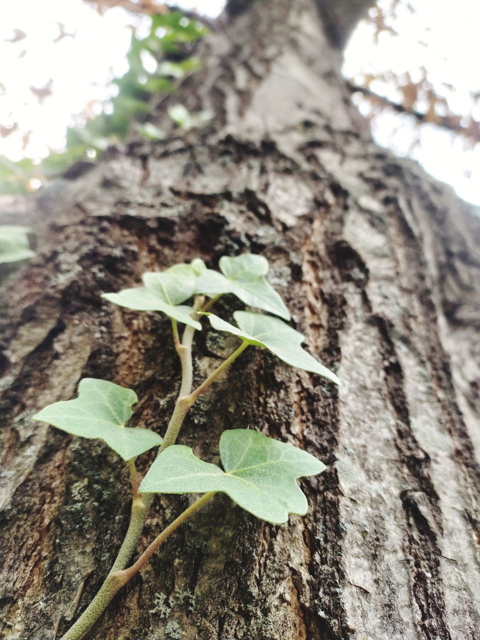 CLOSE-UP OF PLANT ON TREE TRUNK