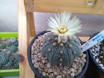 High angle view of white flower on table