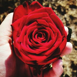 Close-up of red rose