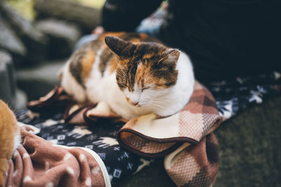 Close-up of cat resting outdoors