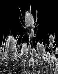 Plant growing at night