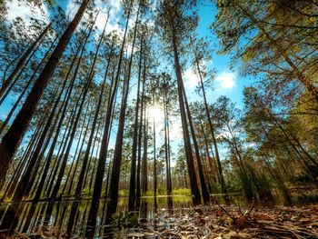 Low angle view of trees against sky