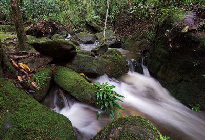 Waterfall in forest