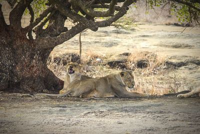 View of lion sitting on tree trunk
