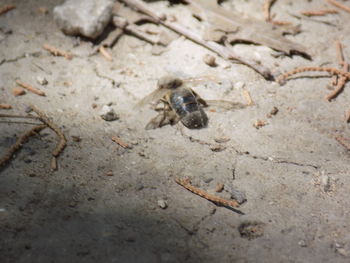 Close-up of insect