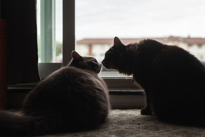 Two cats touching noses.