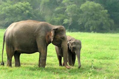 Elephant in a field