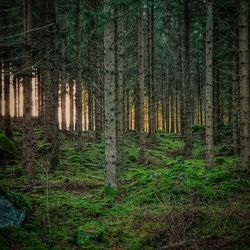 Trees in forest