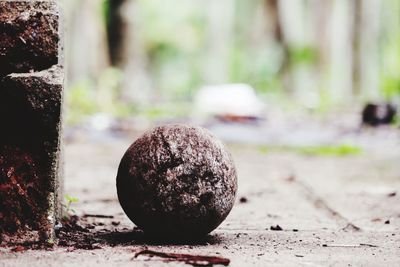 Close-up of coconut on footpath