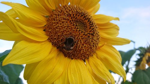 Close-up of sunflower