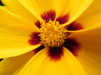 Macro shot of yellow flower pollen