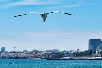Seagull flying over a city