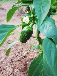 Close-up of fresh green plant