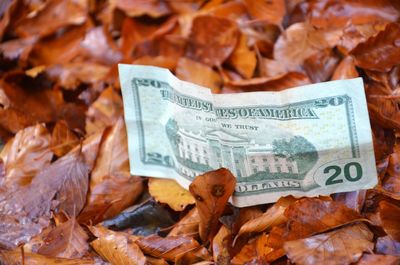 Close-up of american dollar on dry maple leaf during autumn