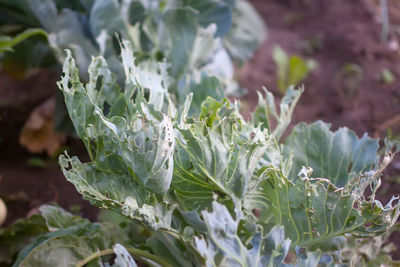 Close-up of white flowering plants