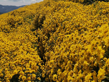 Yellow flowering plants on field