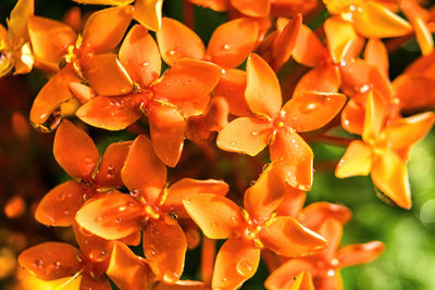 Full frame shot of wet orange flowers