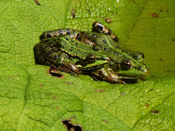 Close up of frog