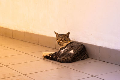 Portrait of cat sitting on tiled floor against wall