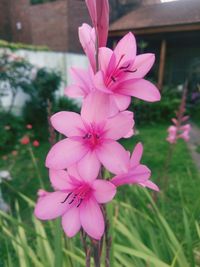 Close-up of pink flowering plant